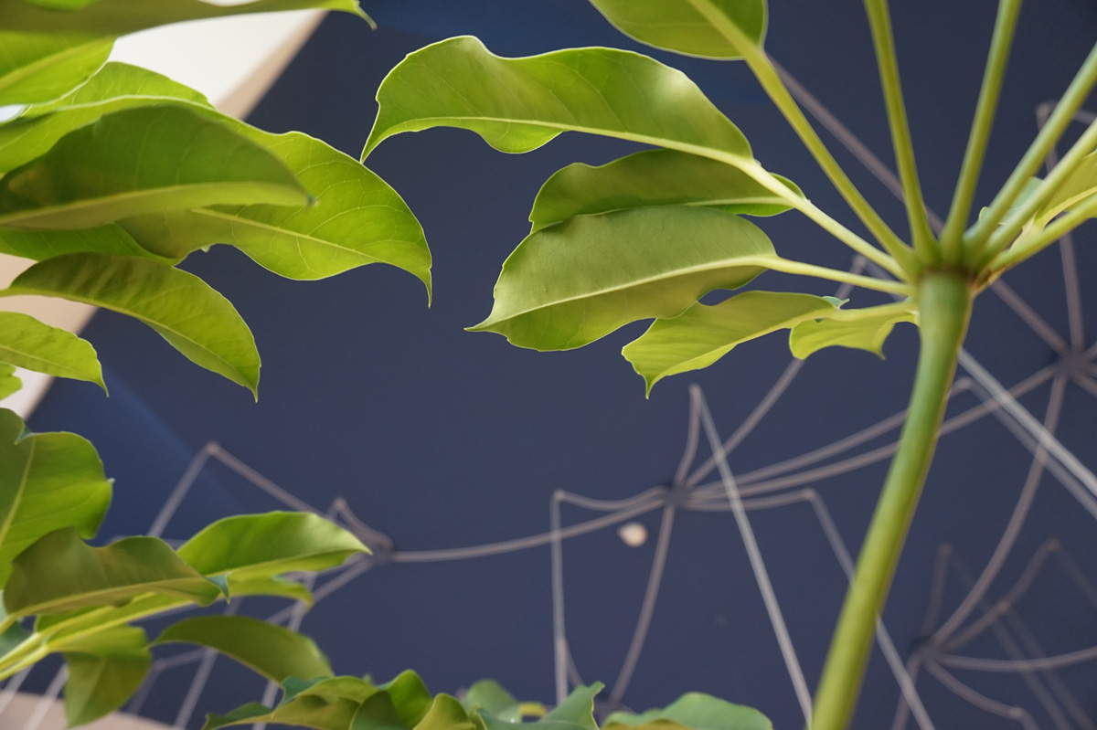 Tra le varie specie vegetali, un dettaglio delle foglie della Schefflera
