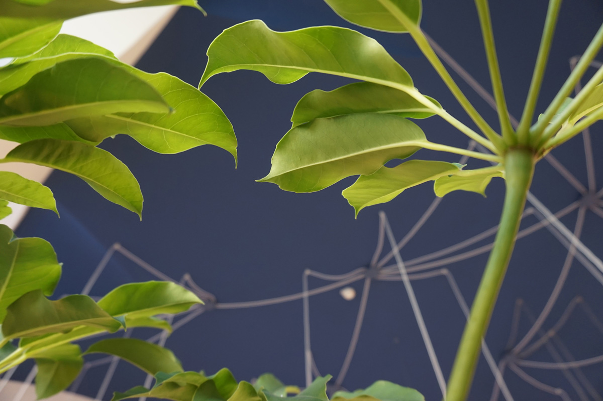 Among the various plant species, a detail of the leaves of the Schefflera