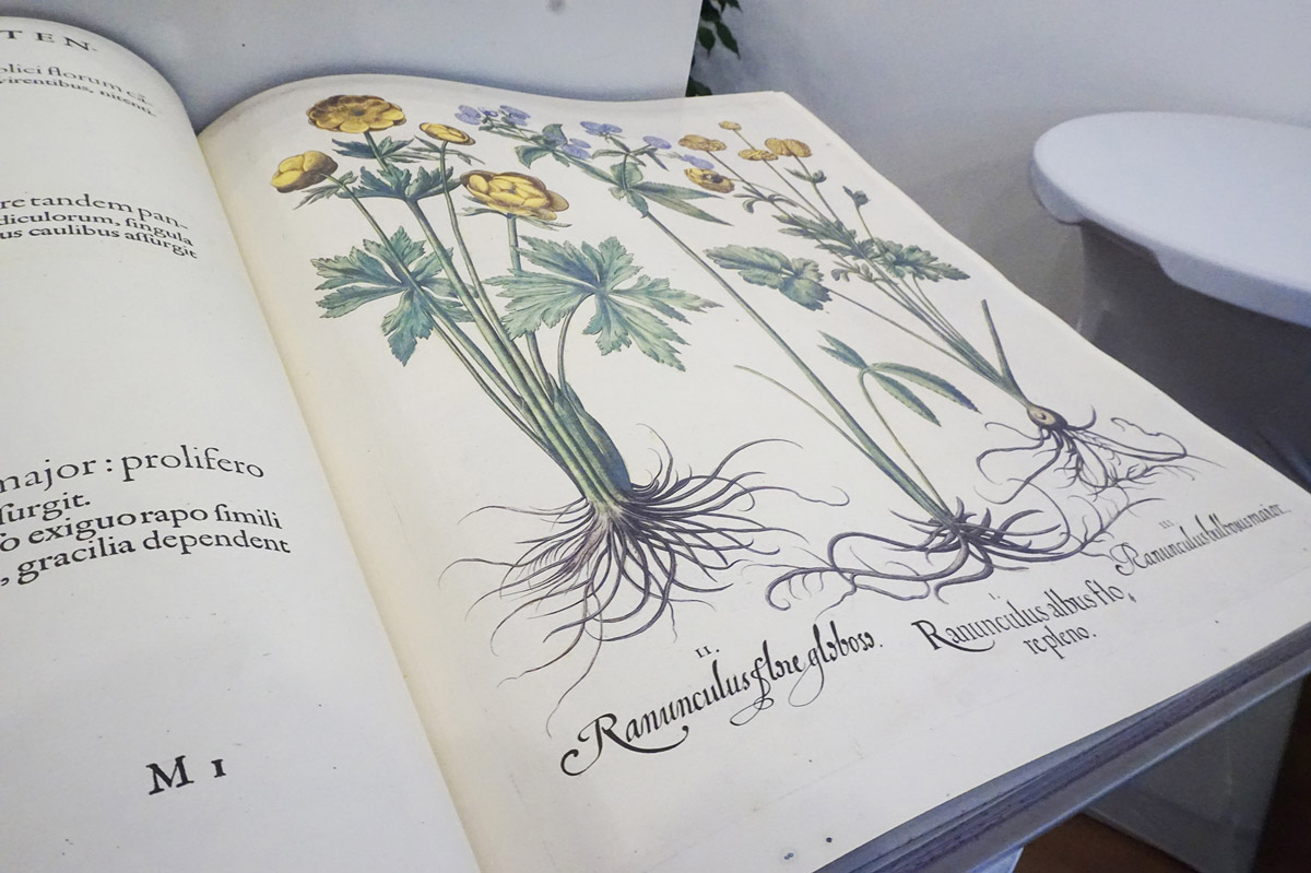 Erbario storico che descrive le specie vegetali, posto su un espositore dedicato all’interno del negozio