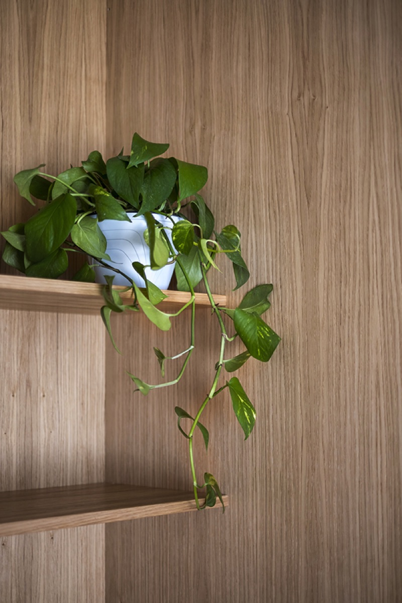 Angolo design moderno con vaso e pianta rampicante